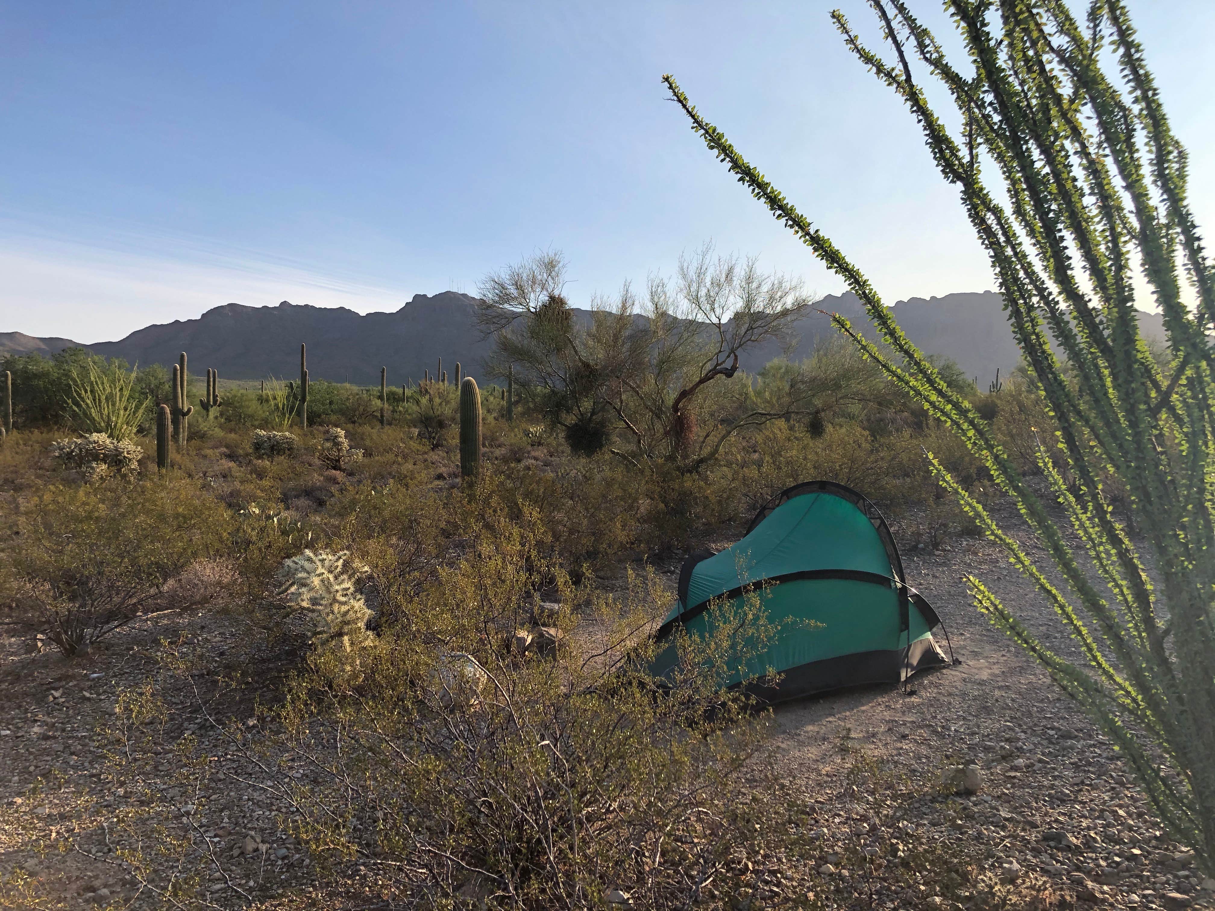 Pamela's photo at Gilbert Ray Campground near Tucson, AZ