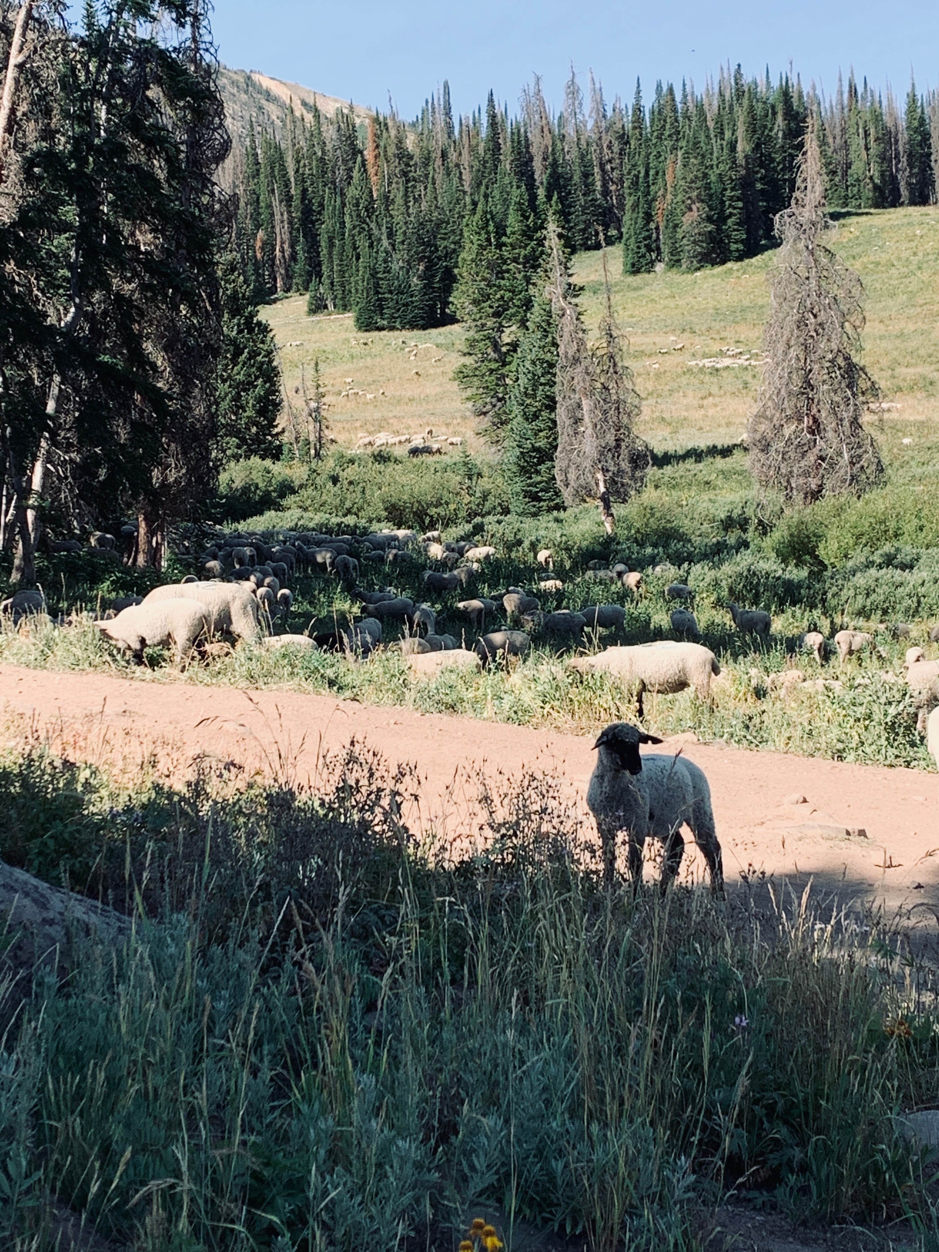 Camper submitted image from Whitney Reservoir - 4