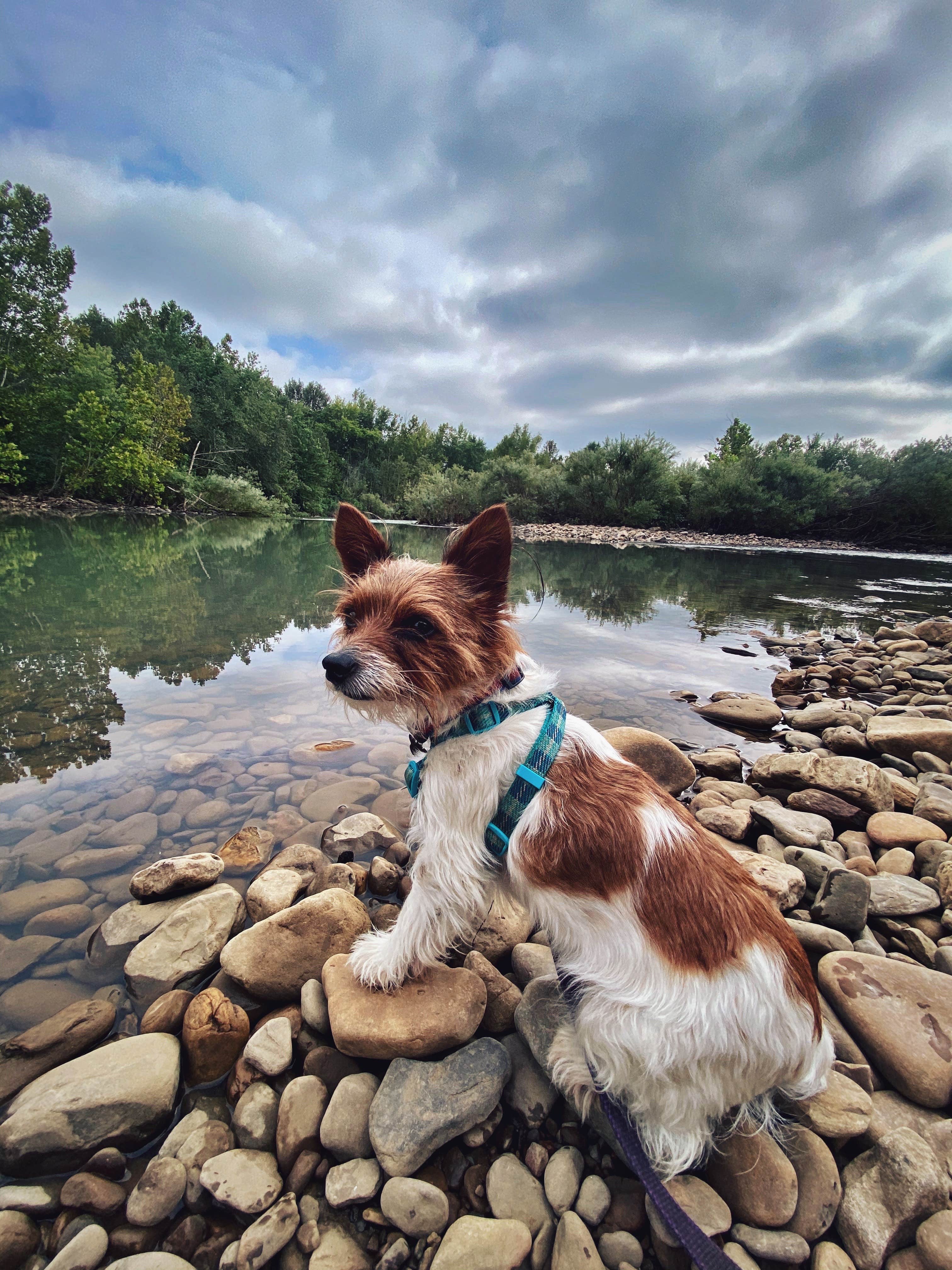 Sarah R.'s photo of camping with pets at Mulberry River Outdoor Adventures near Combs, AR