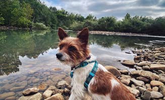 Sarah R.'s photo of camping with pets at Mulberry River Outdoor Adventures in Arkansas
