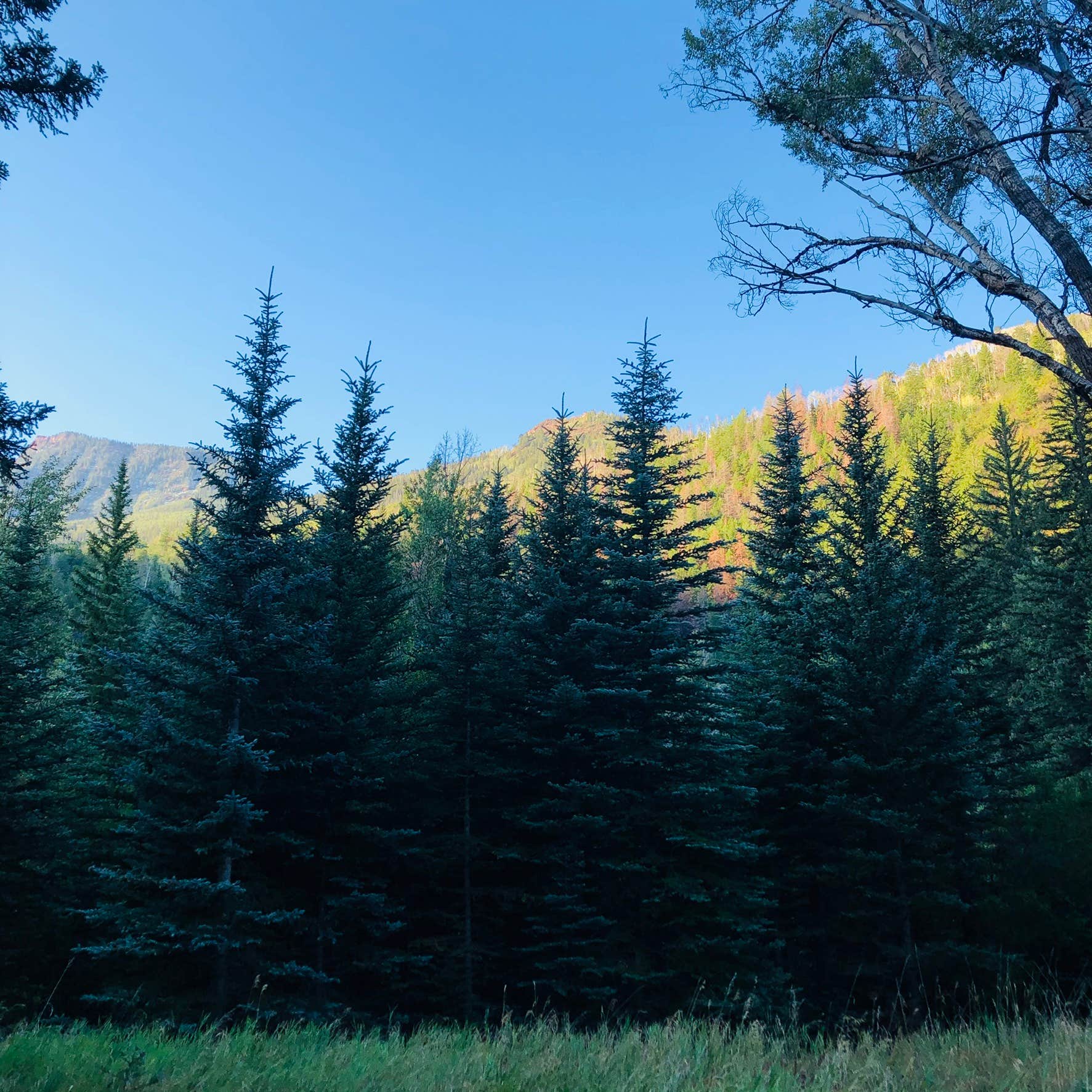 Camper-submitted photo at Avalanche Campground near Basalt, CO