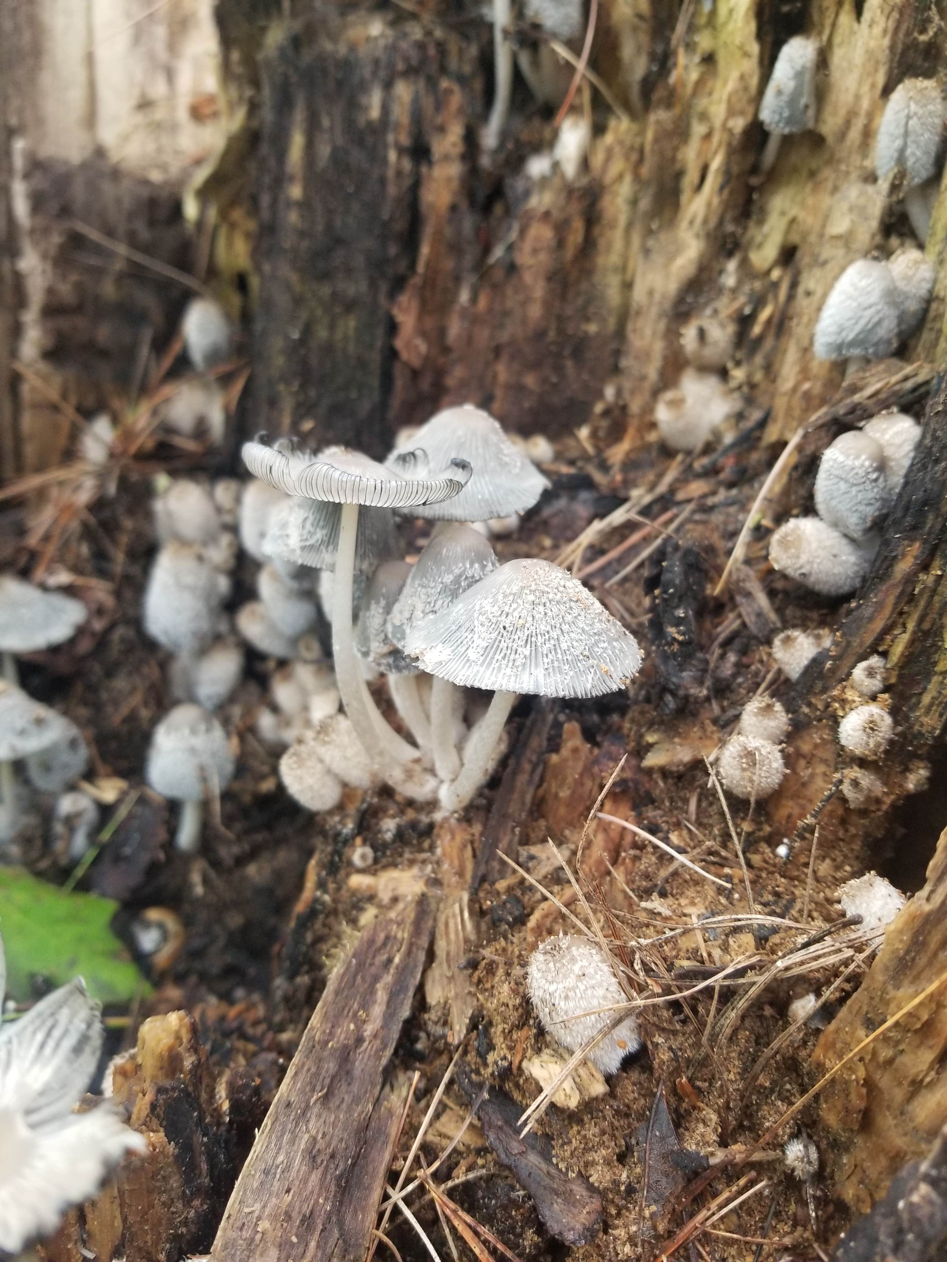 Camper-submitted photo at Crystal Creek Campground near Rhodes, MI