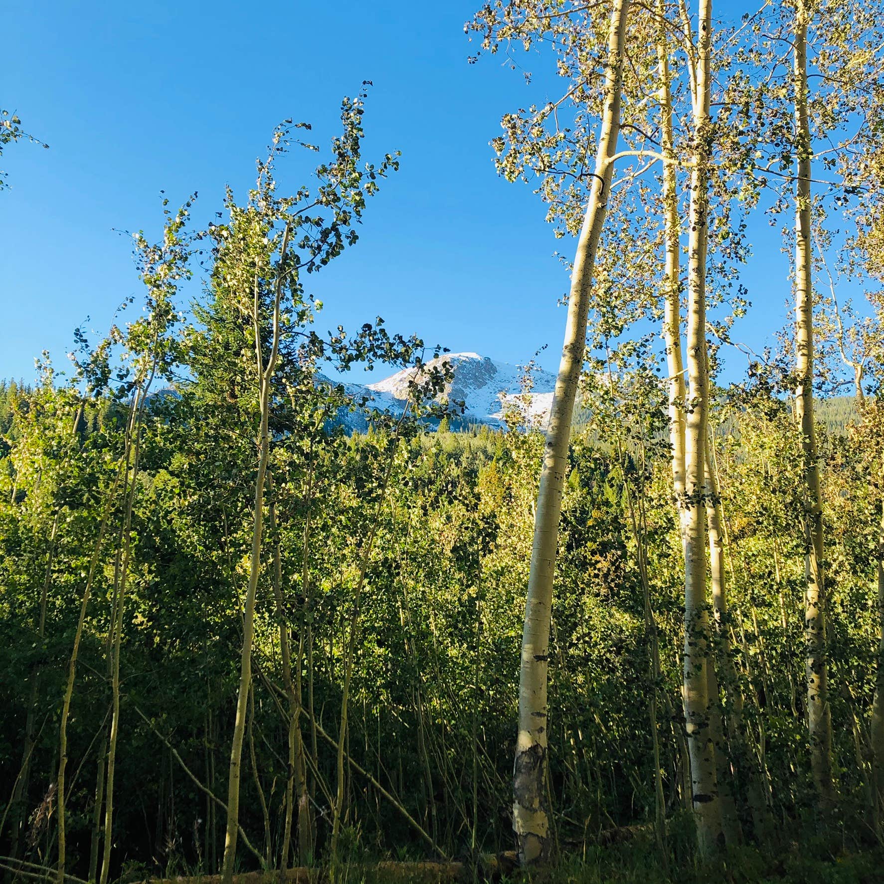 Camper-submitted photo at Weller Campground near Aspen, CO