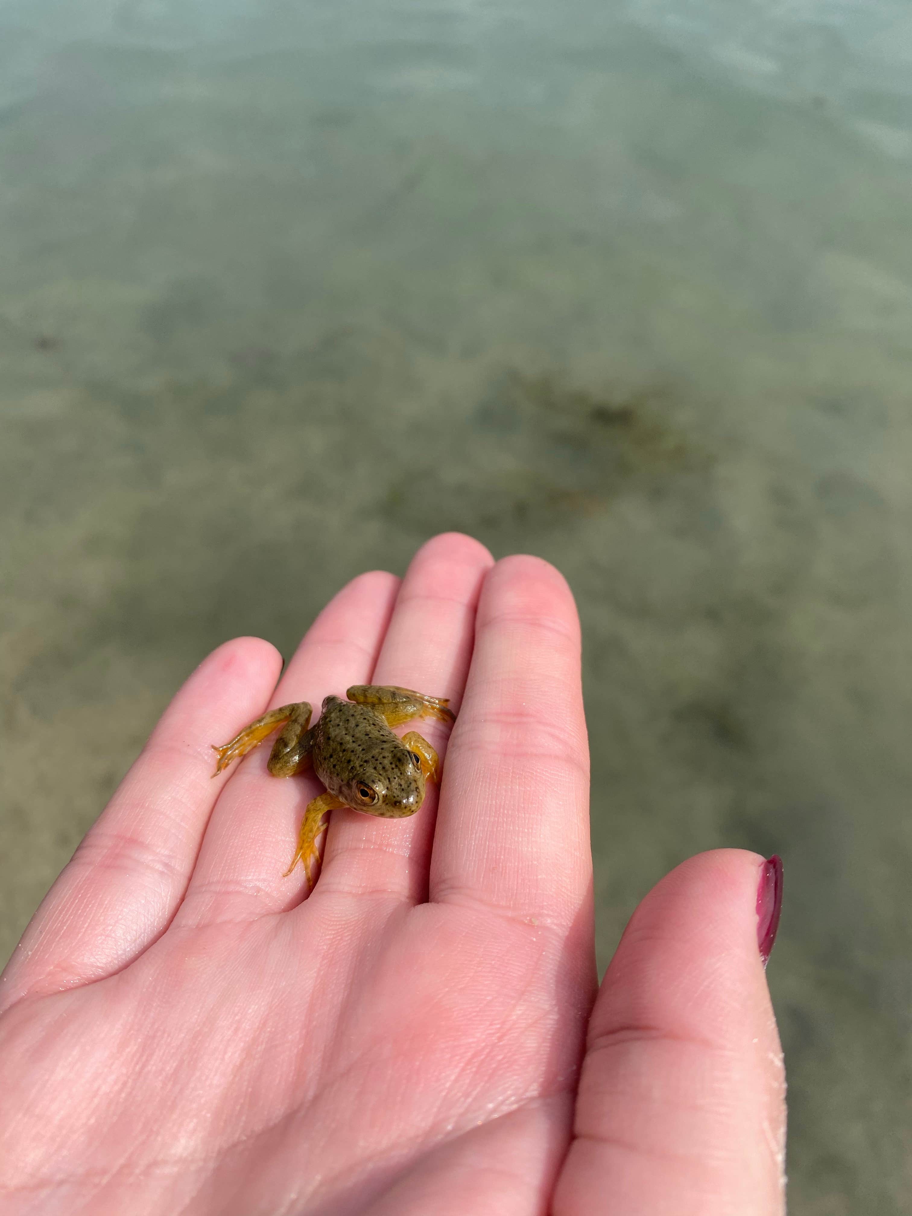 Camper-submitted photo at Sunny's Shady Recreation Area near Whitehouse, OH