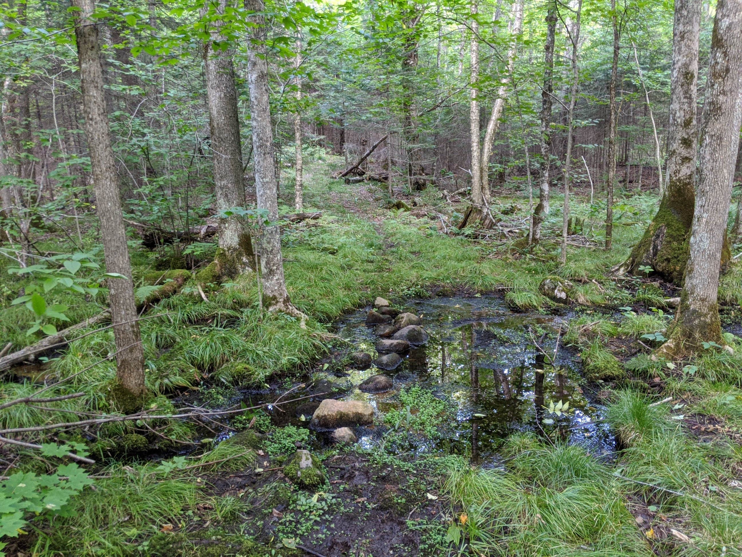 Camper submitted image from Chequamegon National Forest Beaver Lake Campground - 2