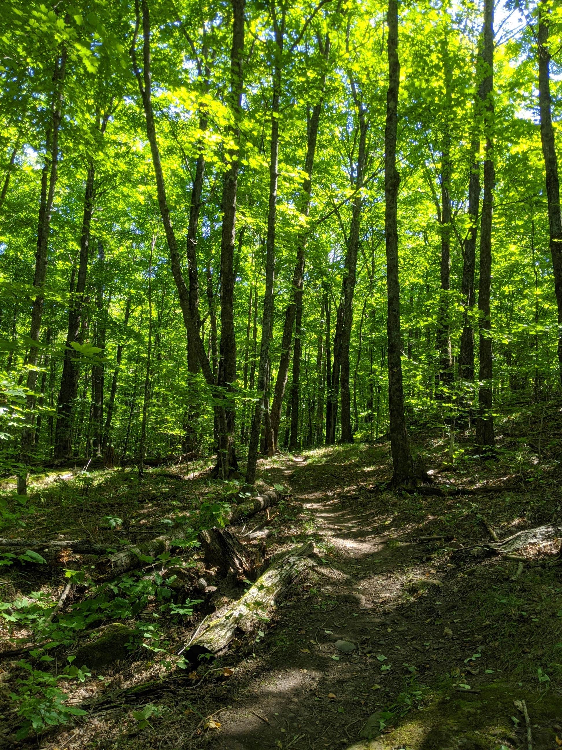 Camper submitted image from Chequamegon National Forest Beaver Lake Campground - 5