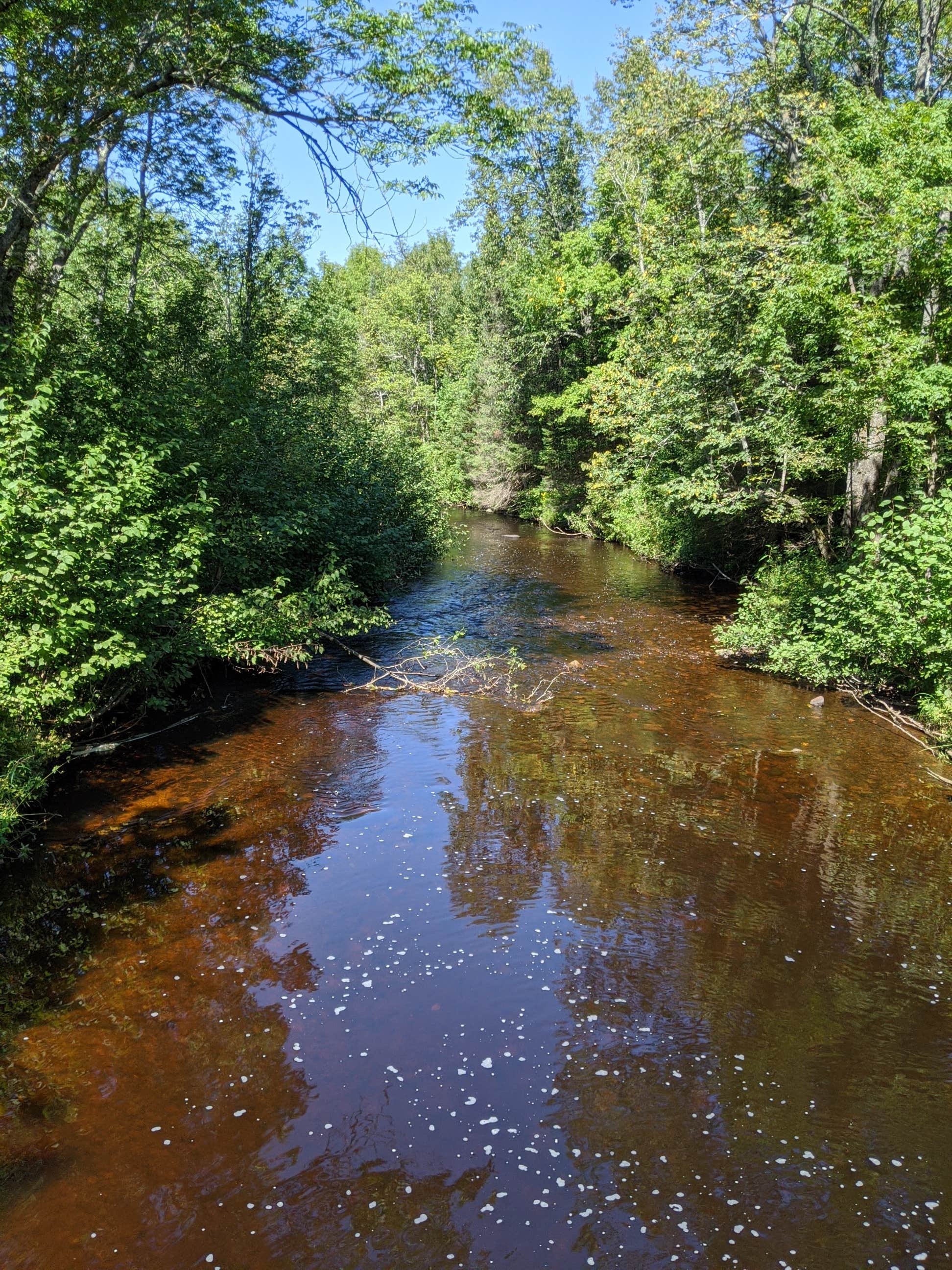 Camper submitted image from Chequamegon National Forest Beaver Lake Campground - 5