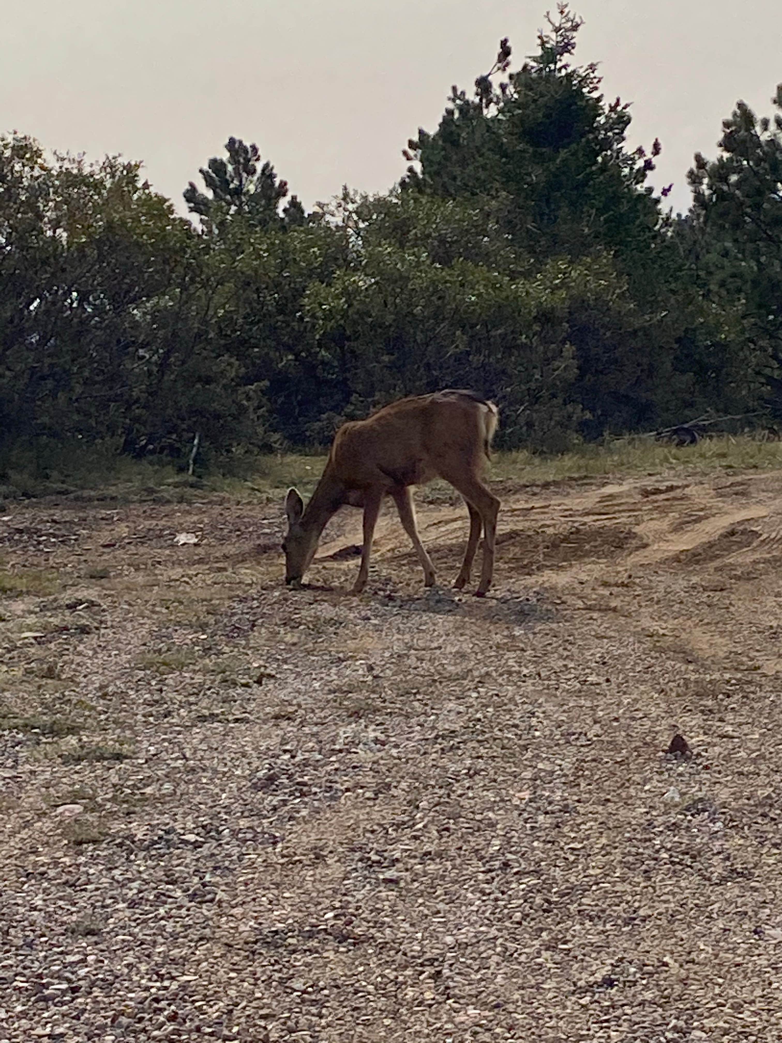 Camper-submitted photo at New Canyon Campground near San Acacia, NM