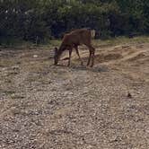 Review photo of New Canyon Campground by Mike R., September 14, 2020