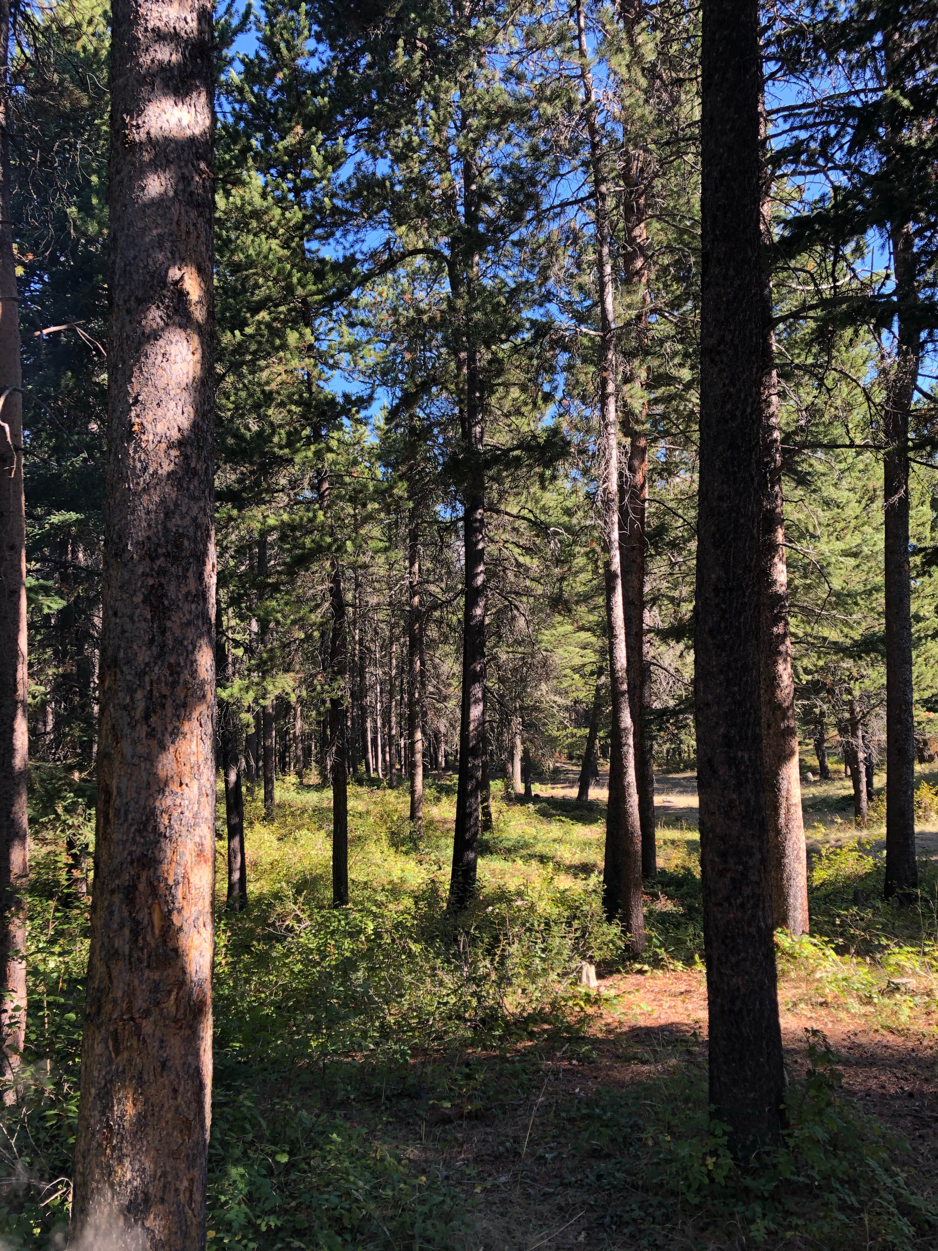 Camper-submitted photo at Initial Creek Campground near Melville, MT