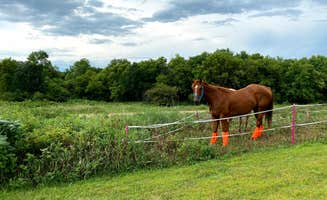 Sarah O.'s photo of camping with a horse at Garvin County Park near Minneota, MN
