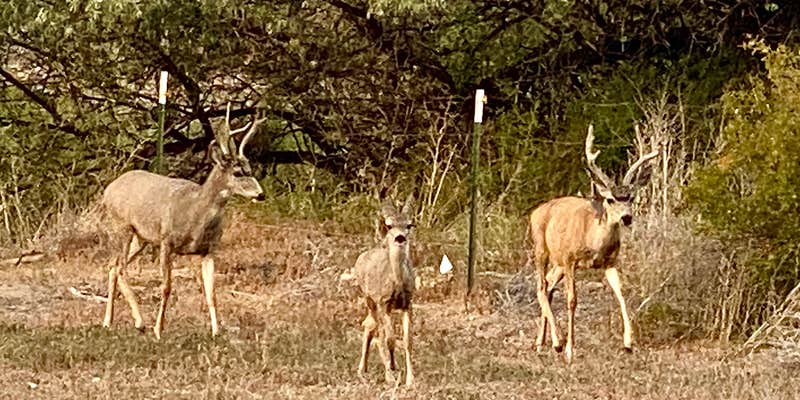 Camper submitted image from Greybull KOA