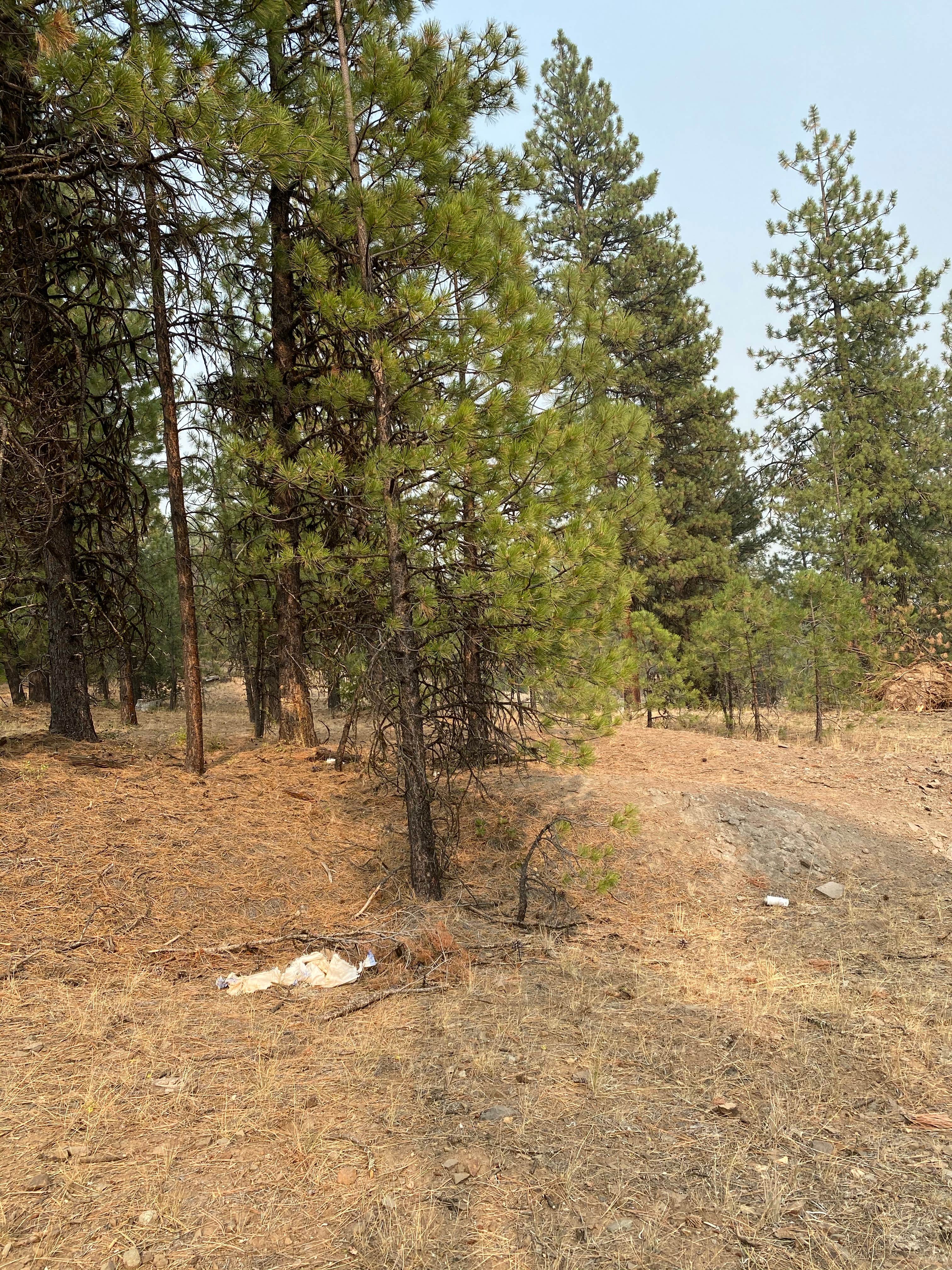 Camper-submitted photo at Green Mountain North Trailhead Dispersed Camping near Central Oregon