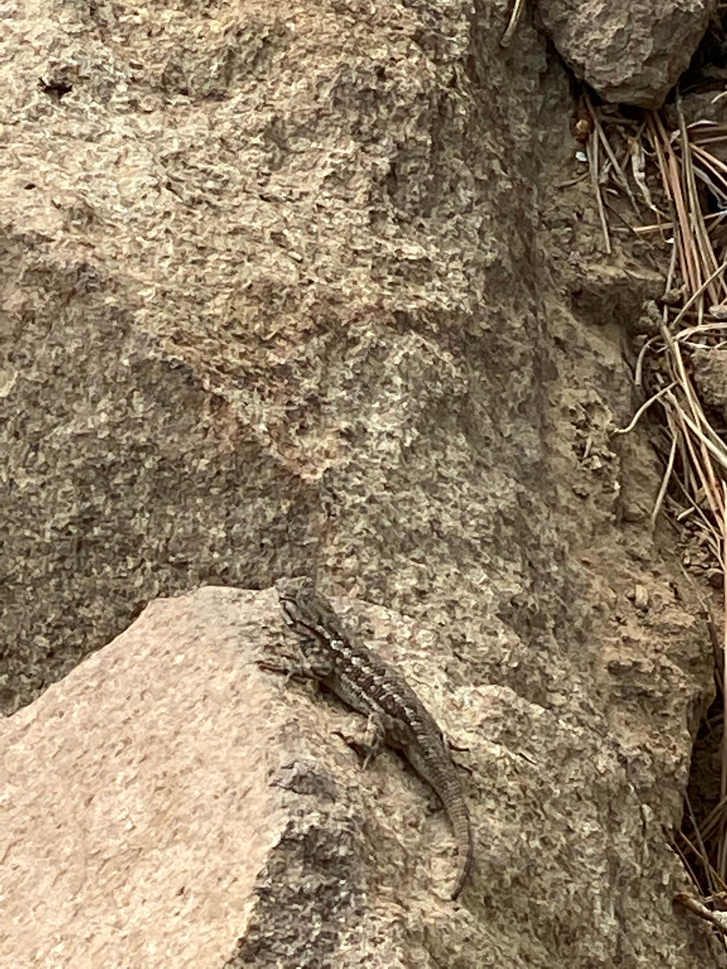 Camper-submitted photo at Green Mountain North Trailhead Dispersed Camping near Central Oregon