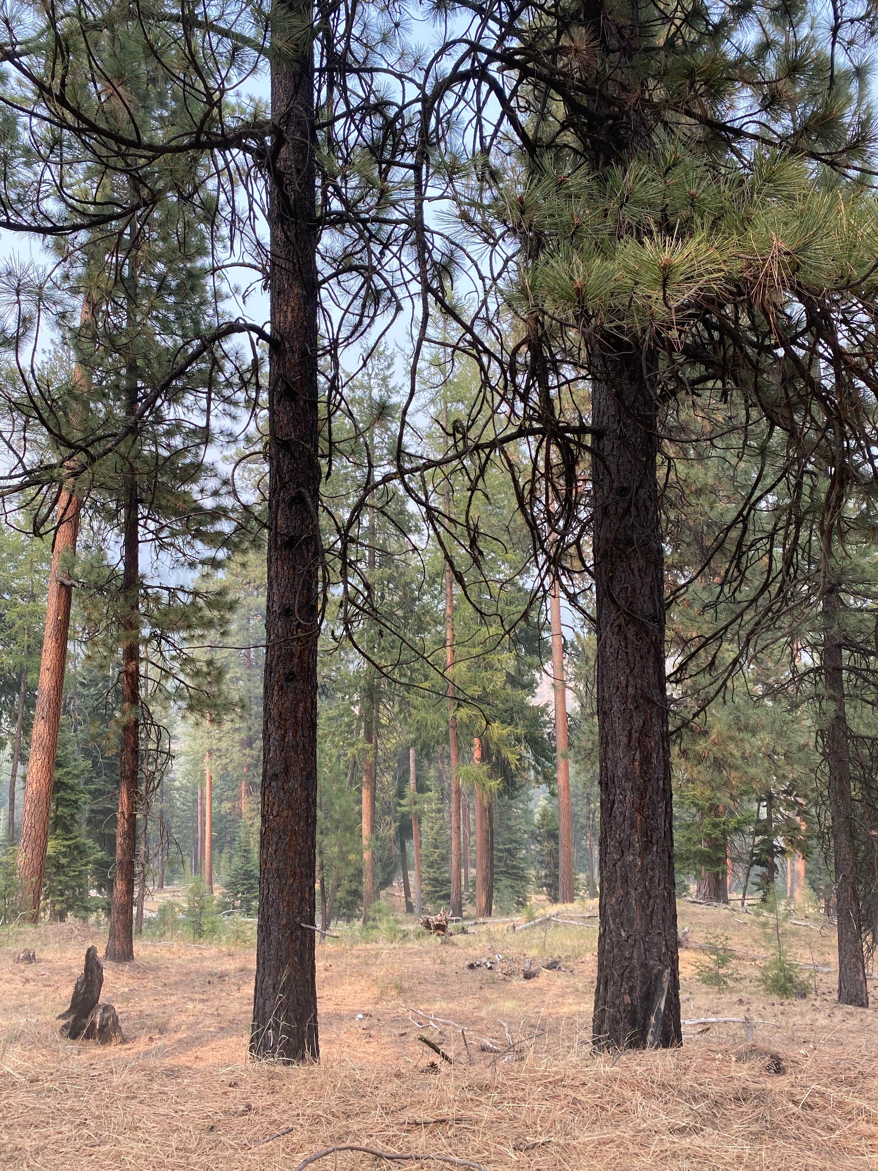 Camper-submitted photo at Green Mountain North Trailhead Dispersed Camping near Central Oregon