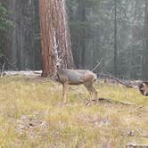 Review photo of Green Mountain North Trailhead Dispersed Camping by Amanda B., September 14, 2020