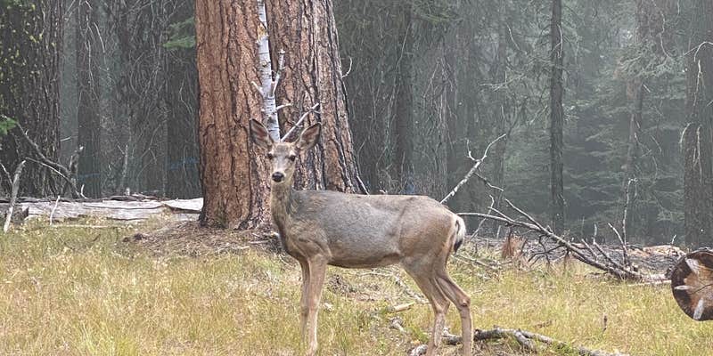 Camper submitted image from Green Mountain North Trailhead Dispersed Camping