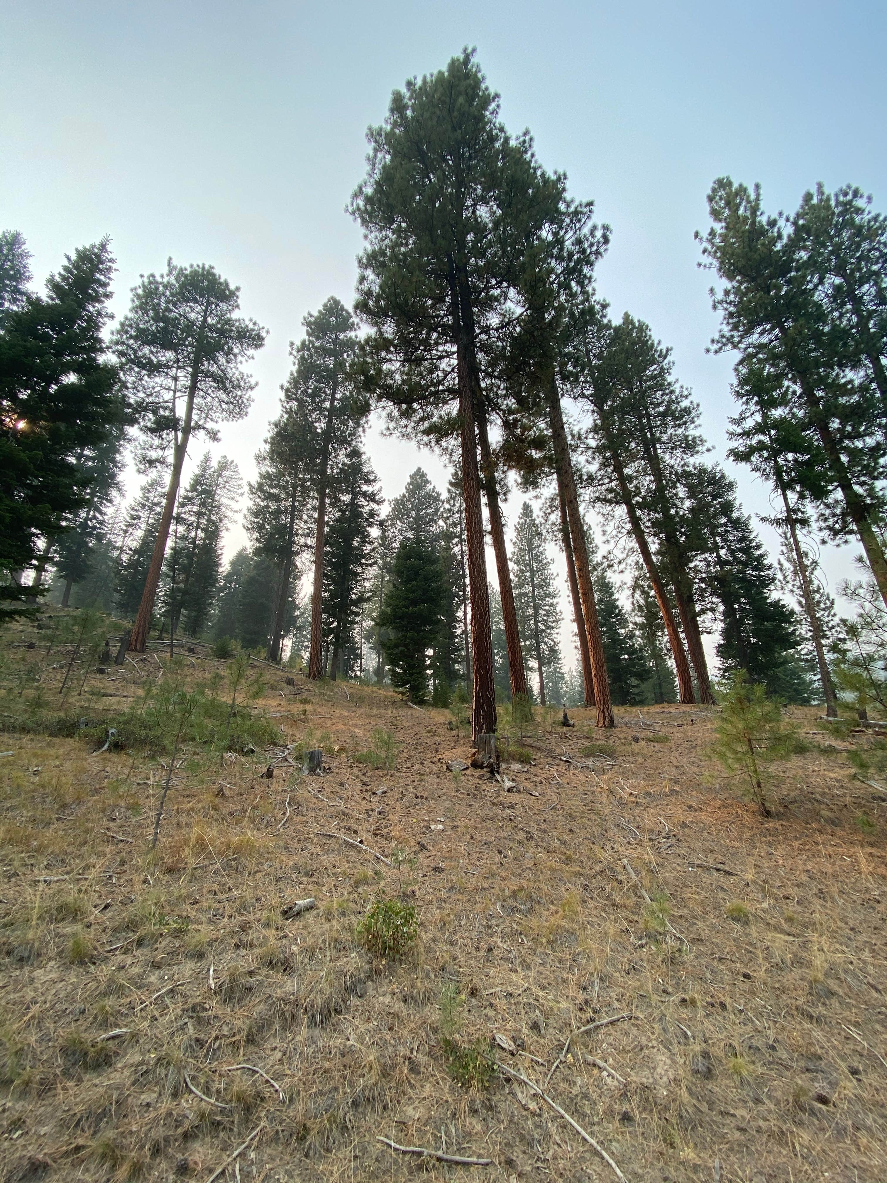 Camper-submitted photo at Wildcat Campground & Day Use Area near Ochoco National Forest and Crooked River National Grassland