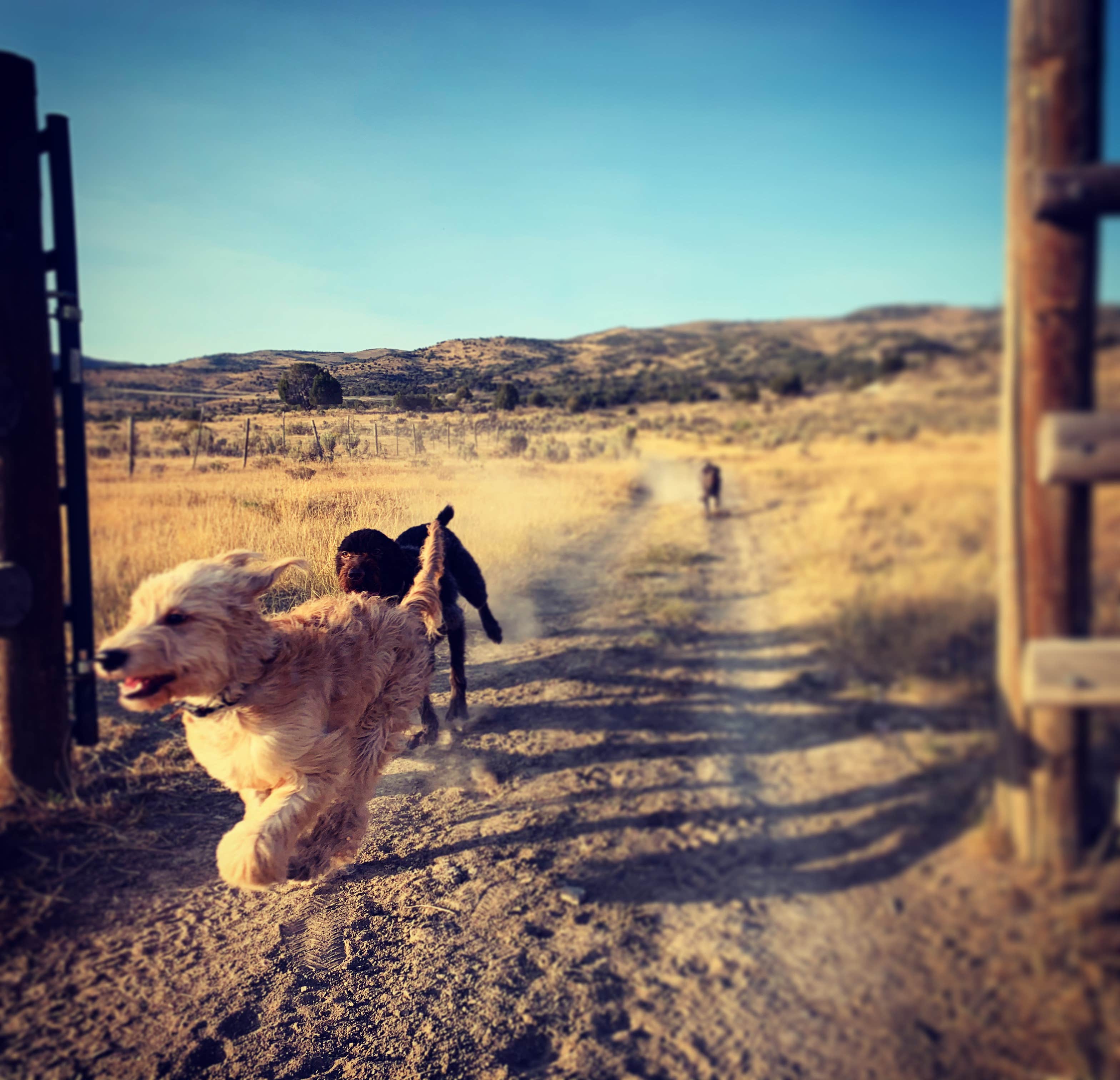 Jennifer R.'s photo of camping with pets at Sheep Creek Dispersed Camping Area near Payson, UT