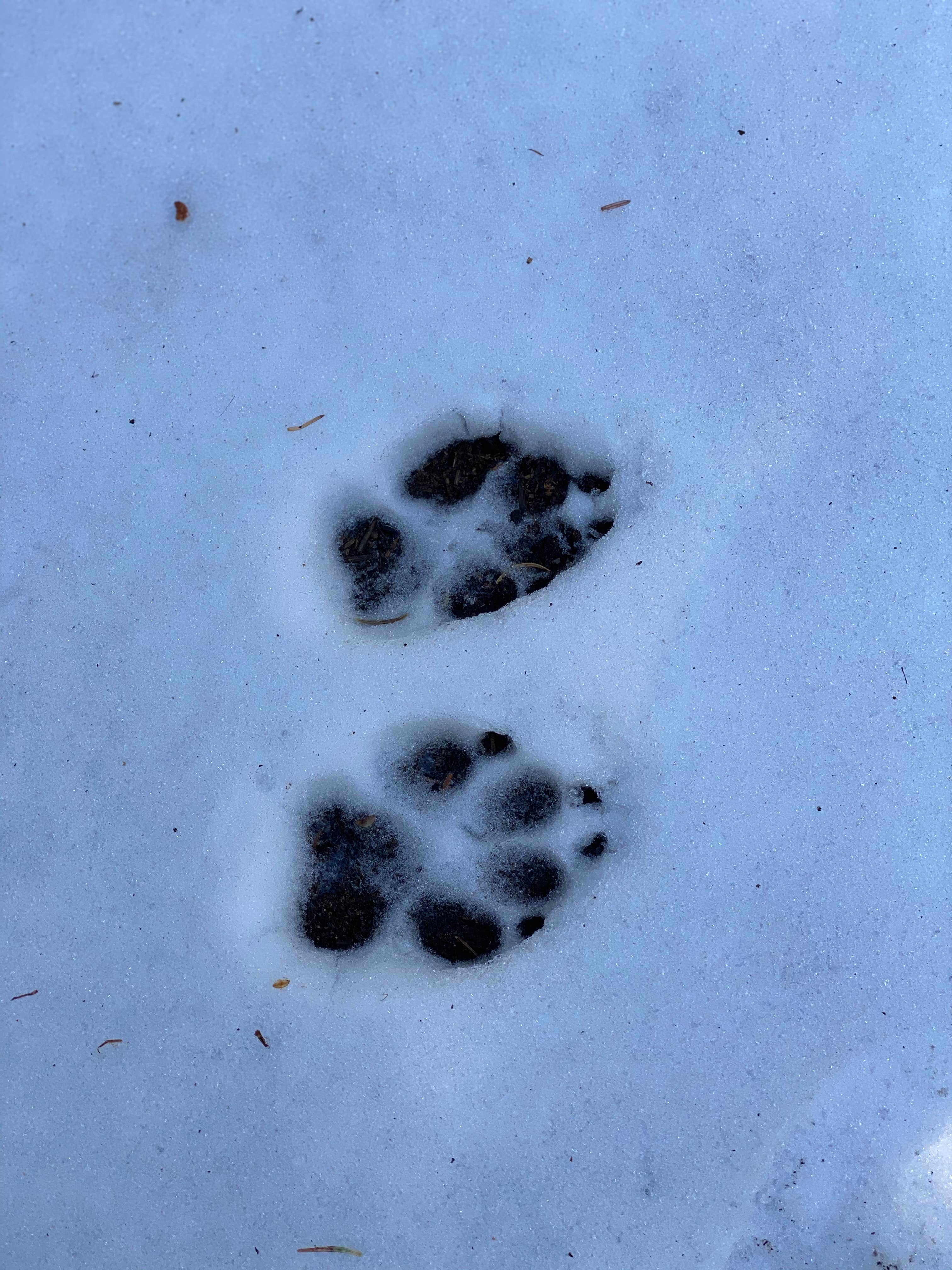 Camper-submitted photo at Boreas Pass Road Designated Dispersed Camping near Heeney, CO
