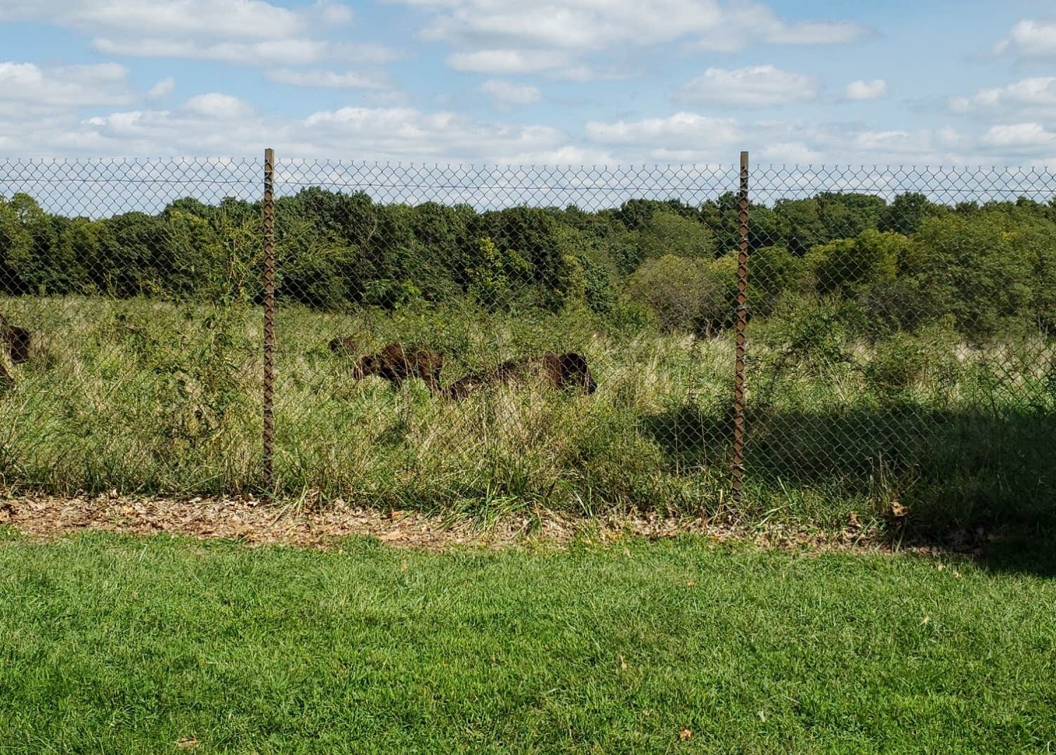 Blue Springs Lake Campground Jackson County Park Camping The Dyrt