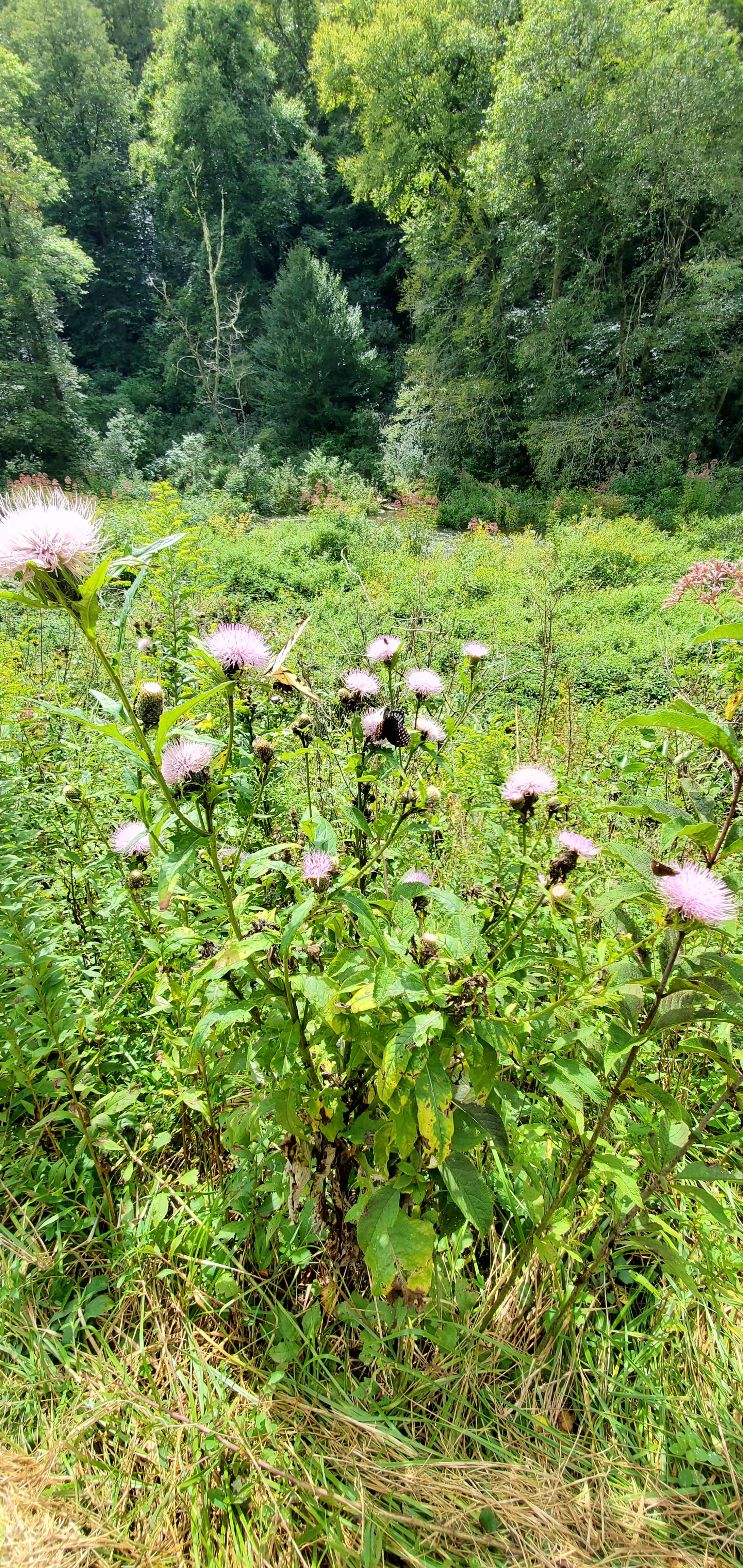 Camper-submitted photo at Nantahala National Forest Appletree Group Campground near Topton, NC