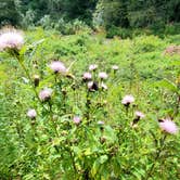 Review photo of Nantahala National Forest Appletree Group Campground by Jeffrey S., September 14, 2020