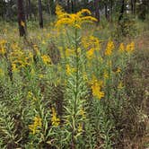 Review photo of Stubblefield Lake Recreation Area by Kimberly G., September 14, 2020