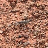 Review photo of Mesquite Campground — Palo Duro Canyon State Park by Neil T., September 14, 2020