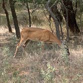 Review photo of Mesquite Campground — Palo Duro Canyon State Park by Neil T., September 14, 2020