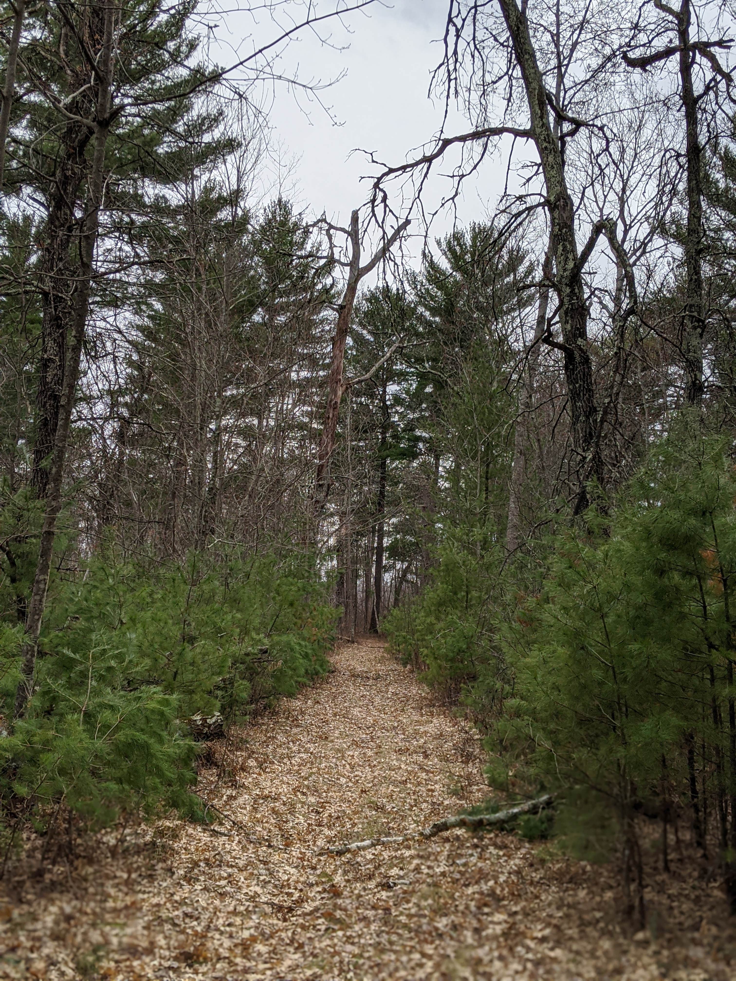 Camper submitted image from Trade River Equestrian Camp — Governor Knowles State Forest - 2