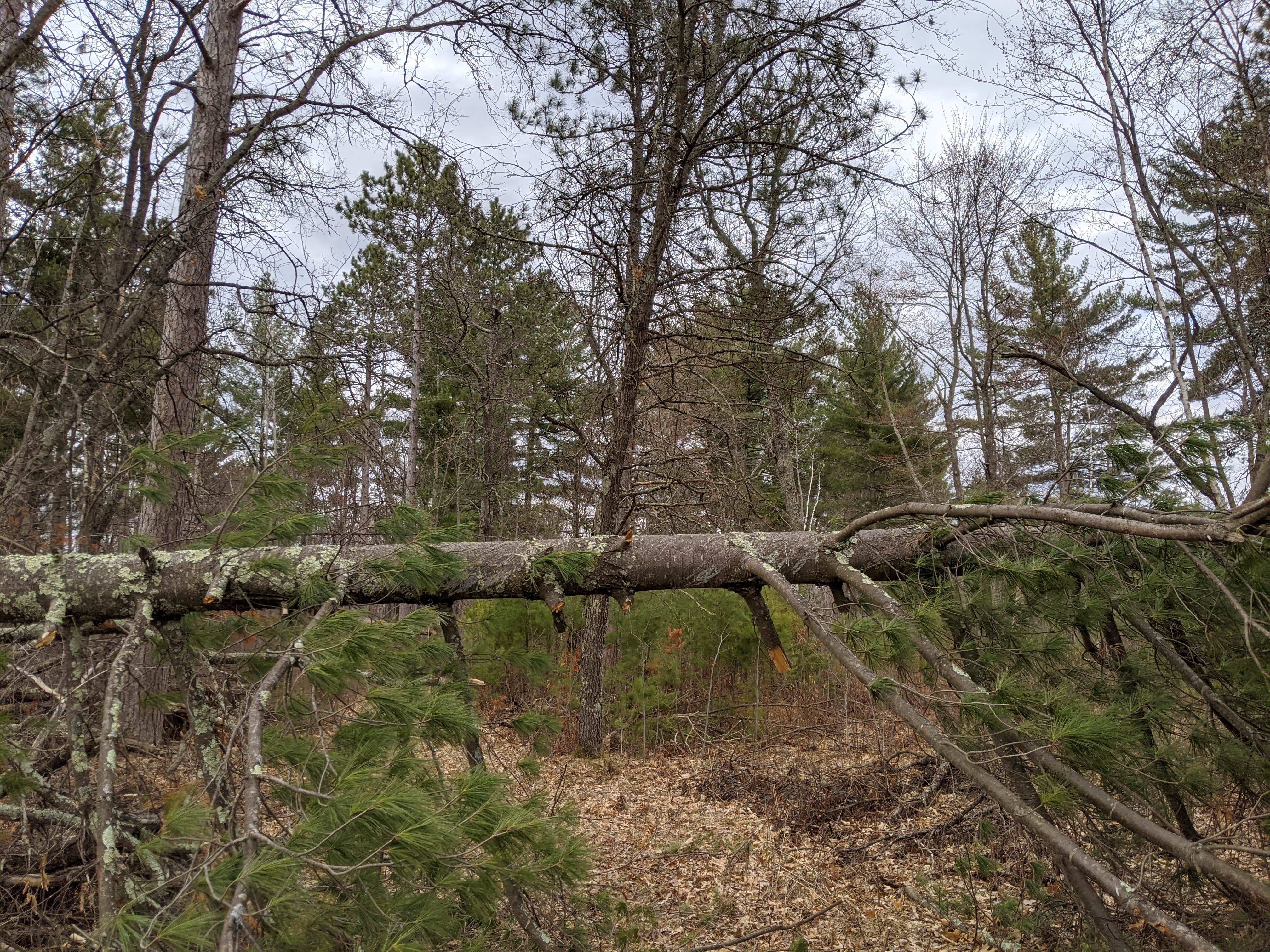 Camper-submitted photo at Trade River Equestrian Camp — Governor Knowles State Forest near Amery, WI