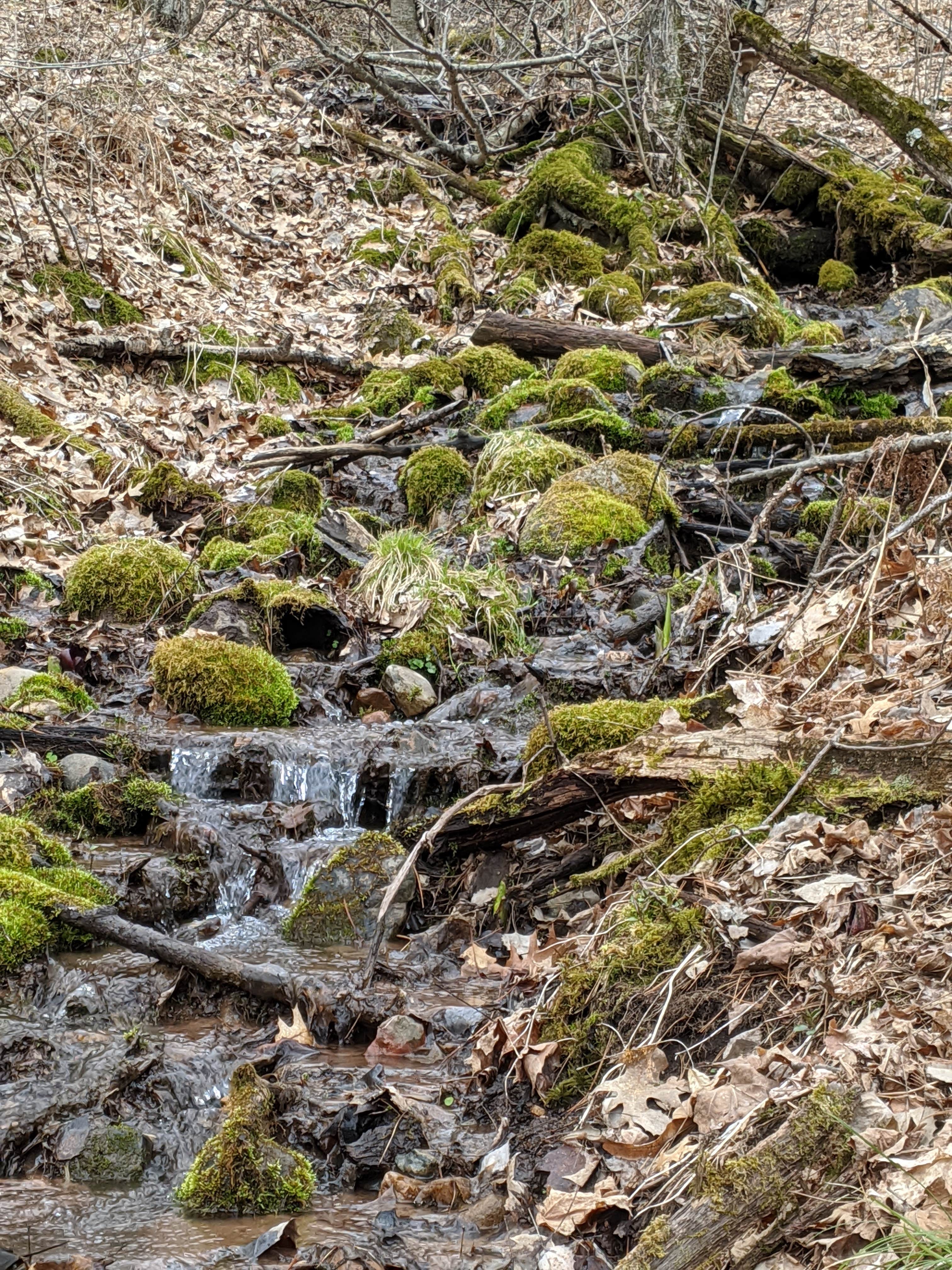 Camper-submitted photo at Trade River Equestrian Camp — Governor Knowles State Forest near Amery, WI