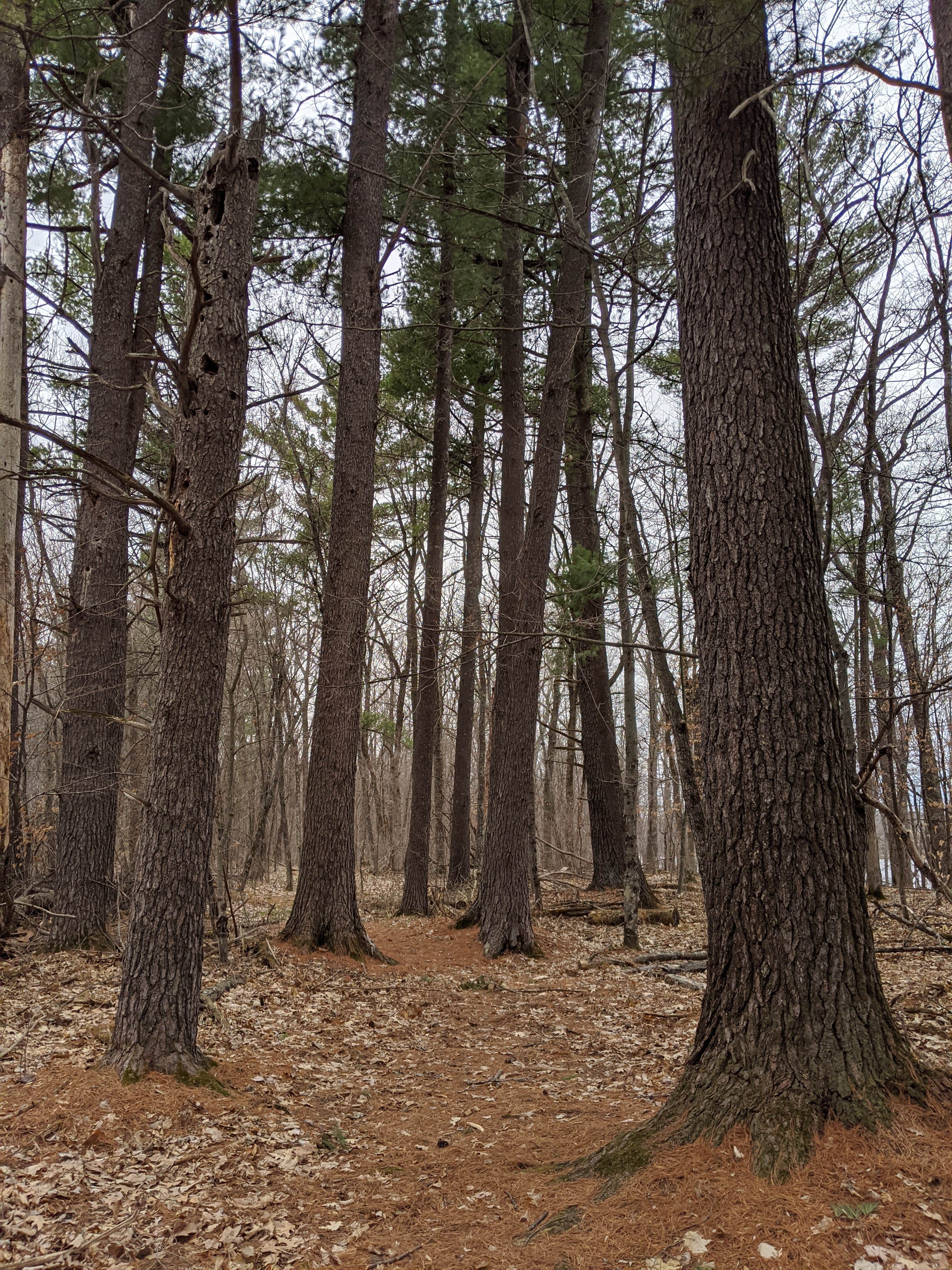 Camper submitted image from Trade River Equestrian Camp — Governor Knowles State Forest - 1