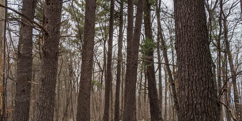 Camper submitted image from Trade River Equestrian Camp — Governor Knowles State Forest