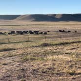 Review photo of Terry Bison Ranch by Patsy W., September 14, 2020