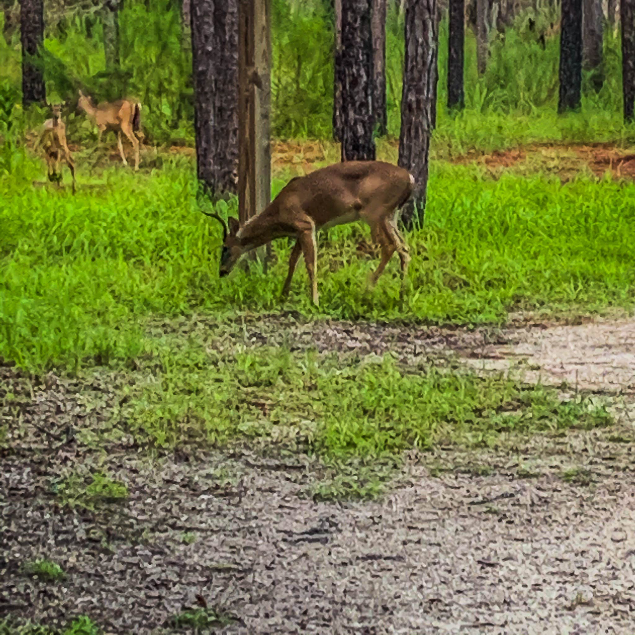 Camper-submitted photo at Wekiwa Springs State Park Campground near Bunnell, FL