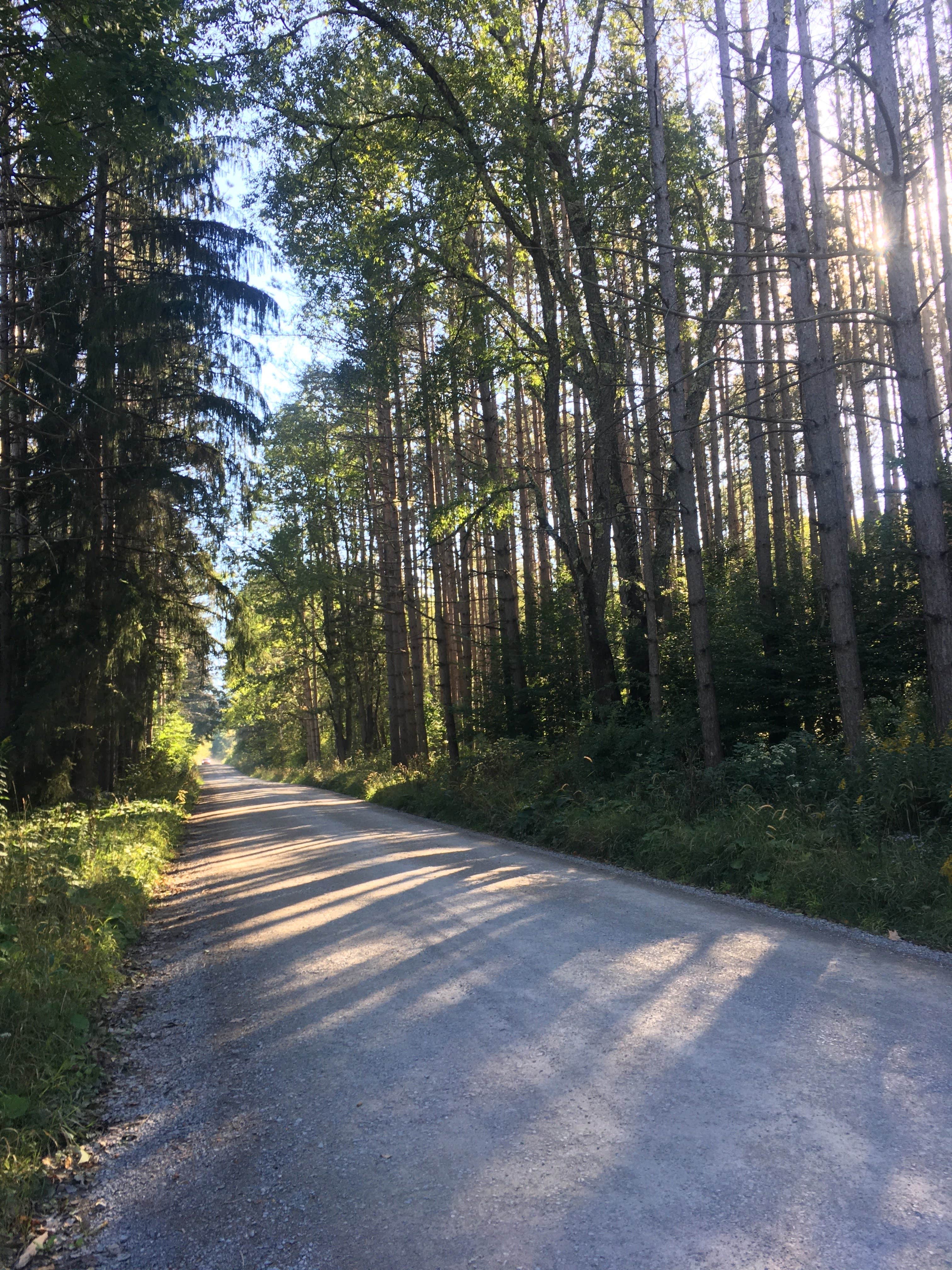 Camper-submitted photo at Gandy Creek Dispersed Camping near Glady, WV