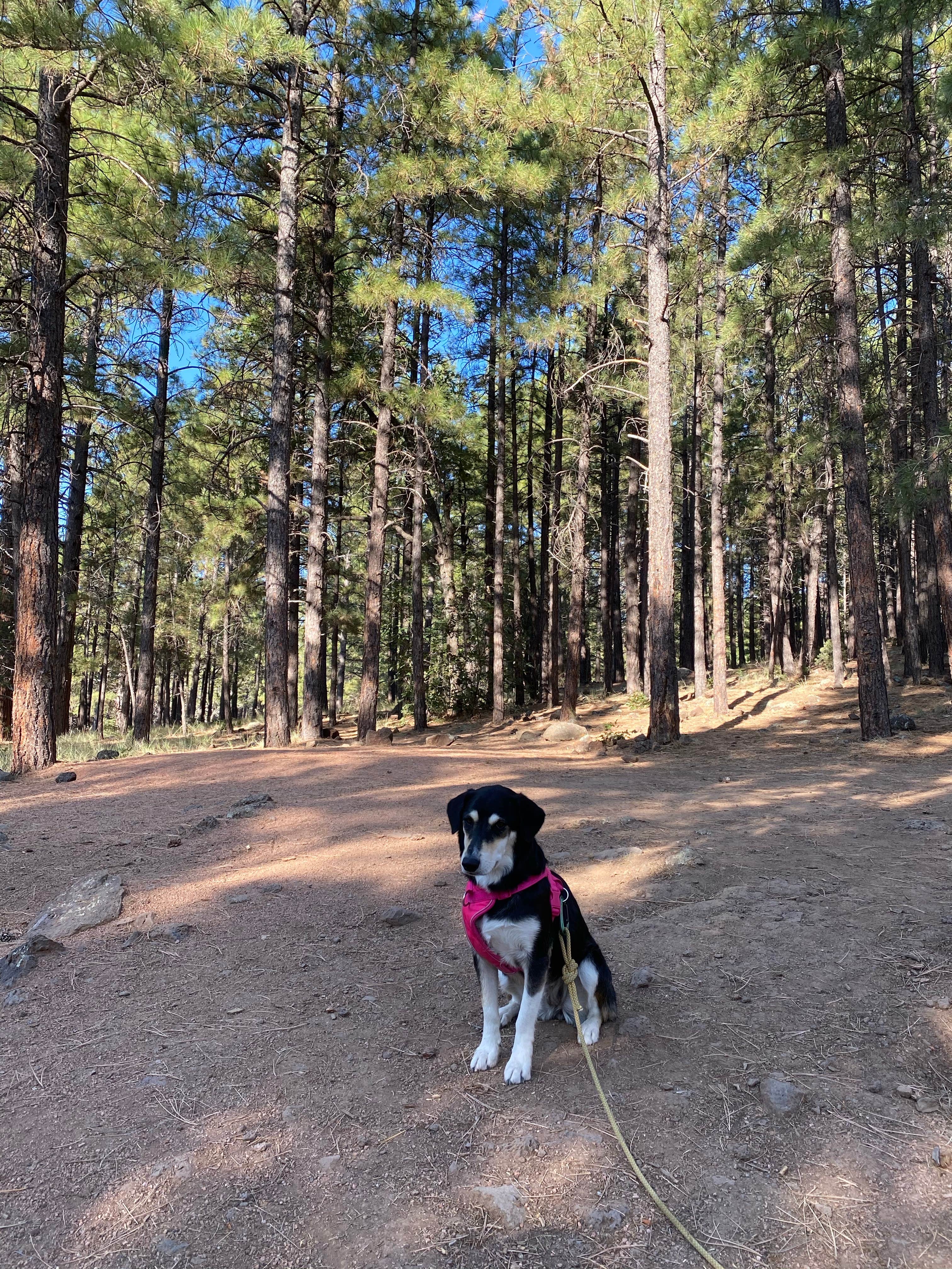 marycatmathis  ..'s photo of camping with pets at Lakeview Campground (Az) — Coconino National Forest Recreation near Leupp, AZ