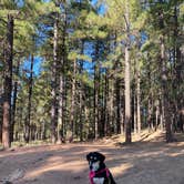 Review photo of Lakeview Campground (Az) — Coconino National Forest Recreation by marycatmathis  .., September 15, 2020