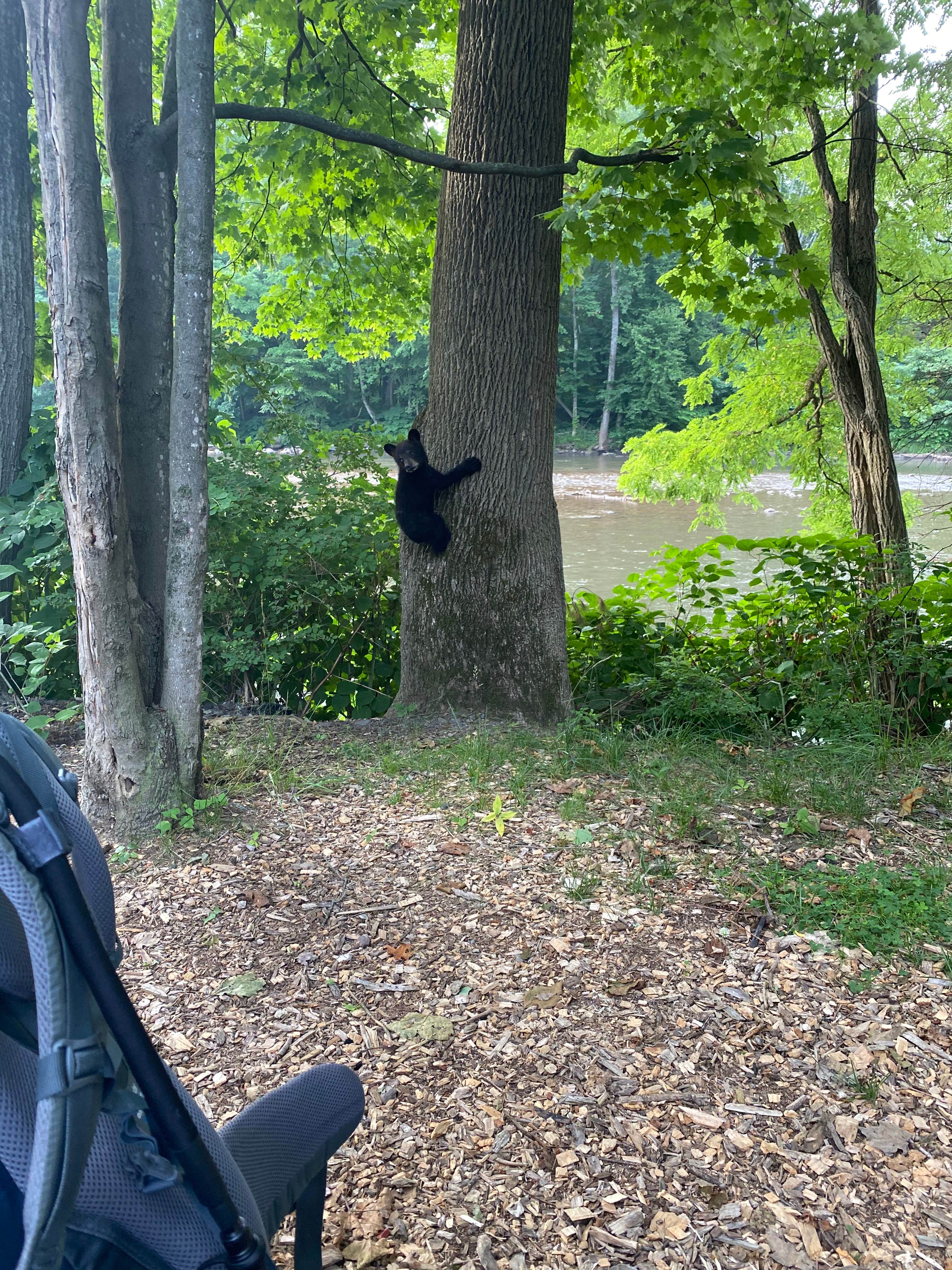 Camper-submitted photo at Phoenicia Black Bear Campground near Shandaken, NY