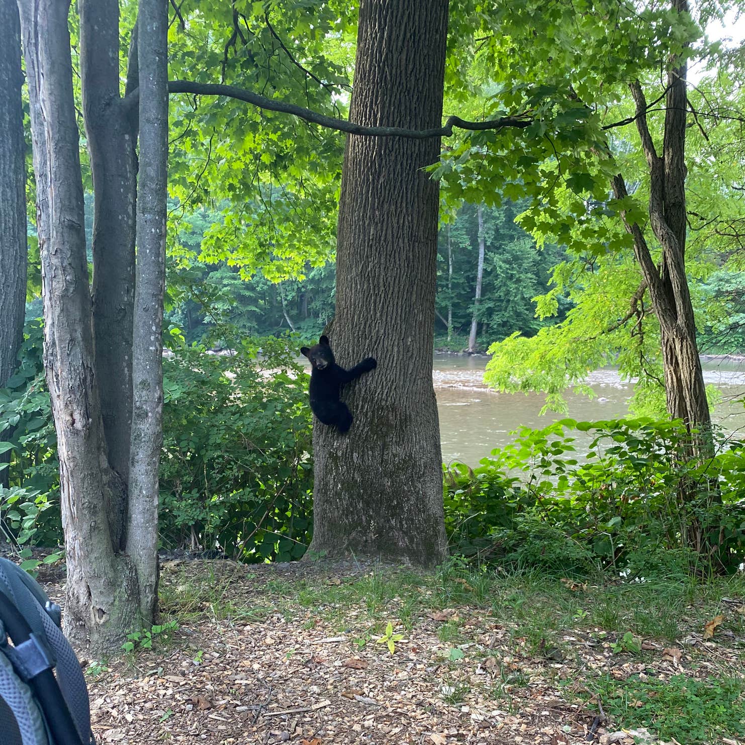 Phoenicia Black Bear Campground | PHOENICIA, NY