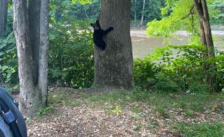 Derek W.'s photo of camping with pets at Phoenicia Black Bear Campground in New York