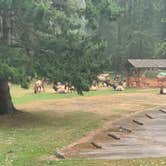 Review photo of Dosewallips State Park Campground by Adam W., September 15, 2020