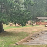 Review photo of Dosewallips State Park Campground by Adam W., September 15, 2020