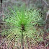 Review photo of Ochlockonee River State Park Campground by Ronald H., September 15, 2020