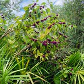 Review photo of Ochlockonee River State Park Campground by Ronald H., September 15, 2020