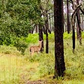 Review photo of Ochlockonee River State Park Campground by Ronald H., September 15, 2020