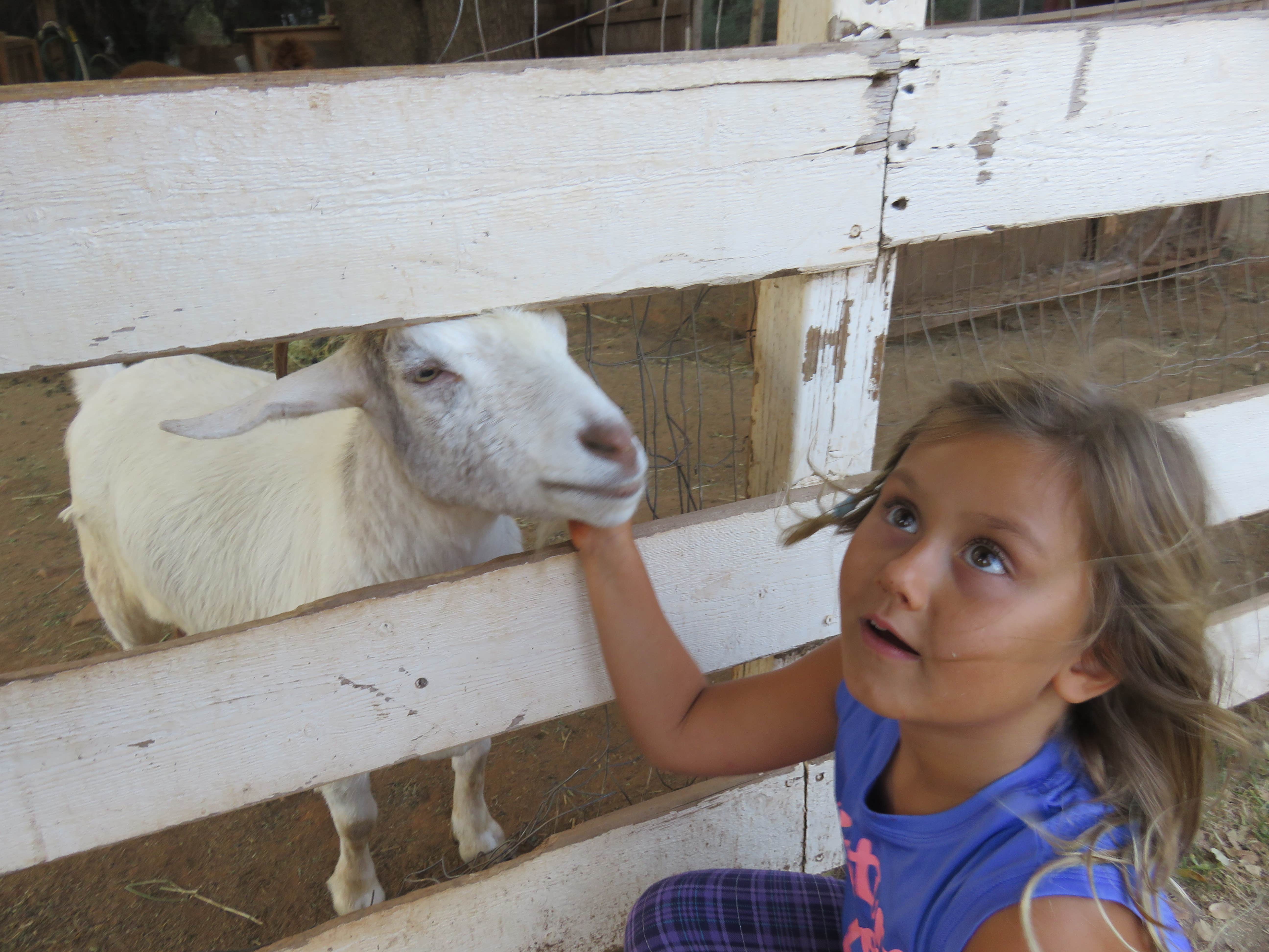 Petting Zoo