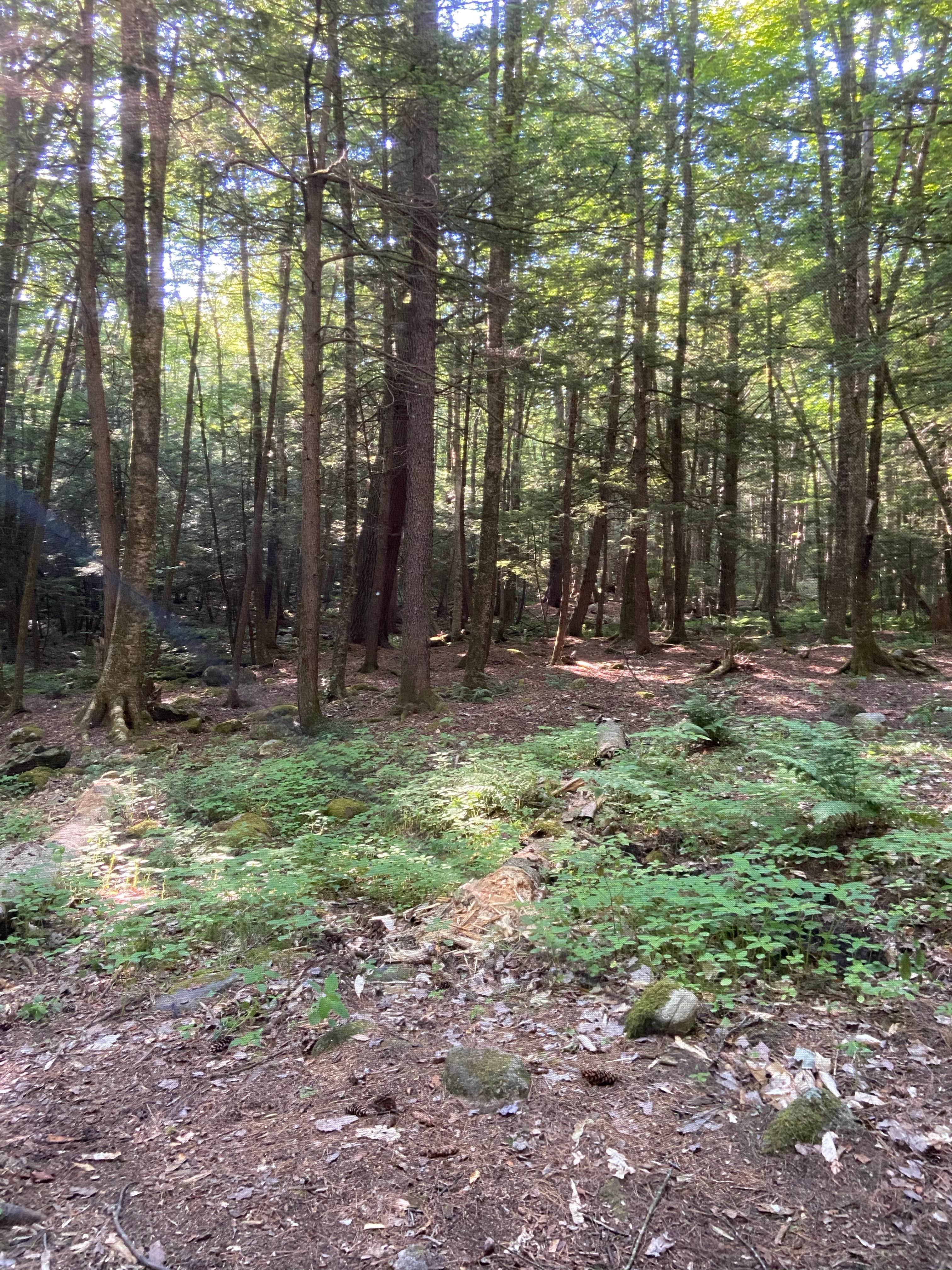 Camper-submitted photo at White Pines Campsites near Northfield Brook Lake